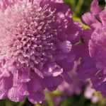 Scabiosa: sowing, planting and growing