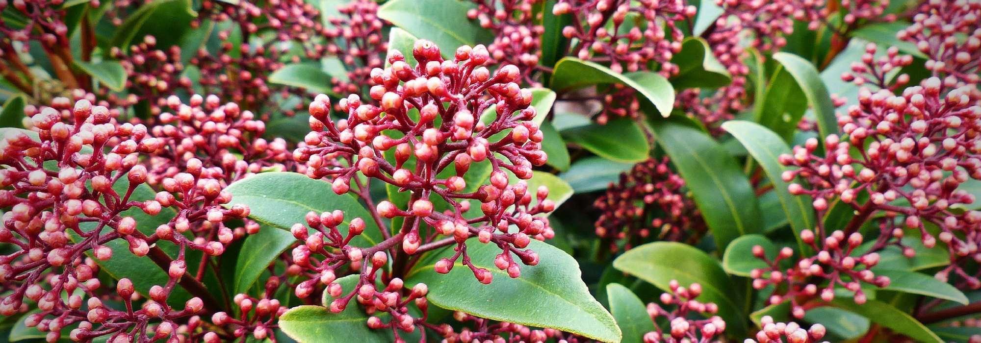 Skimmia : planting, pruning and care