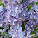 Lilac, Syringa: planting, pruning and care
