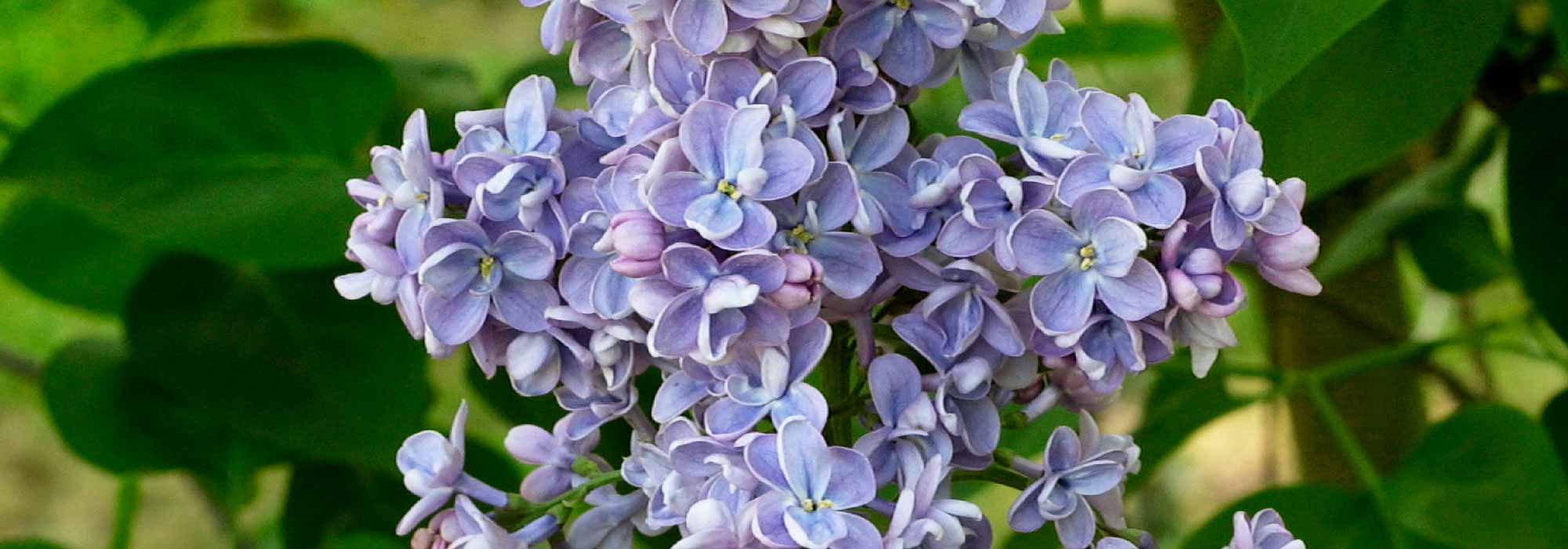 Lilac, Syringa: planting, pruning and care