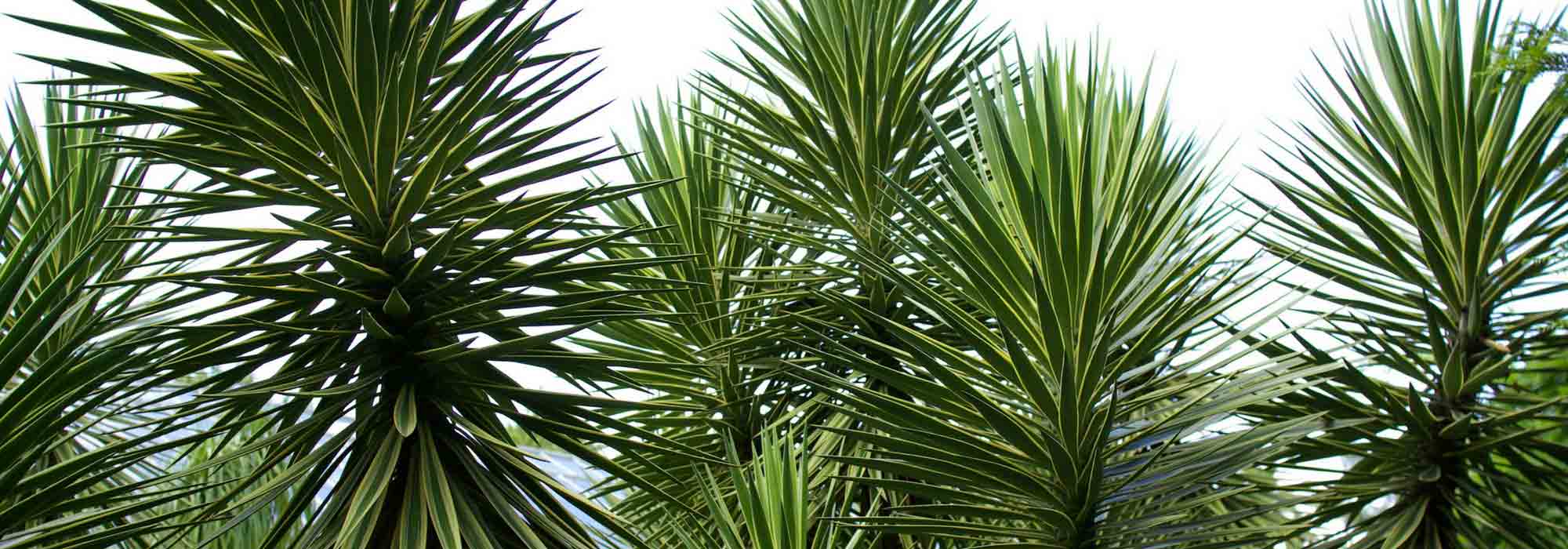 Outdoor yucca: choice, planting, care, in pot or in the garden