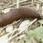 Slugs: 7 ways to fight effectively and naturally