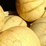 Melon : sowing, planting, growing and pruning