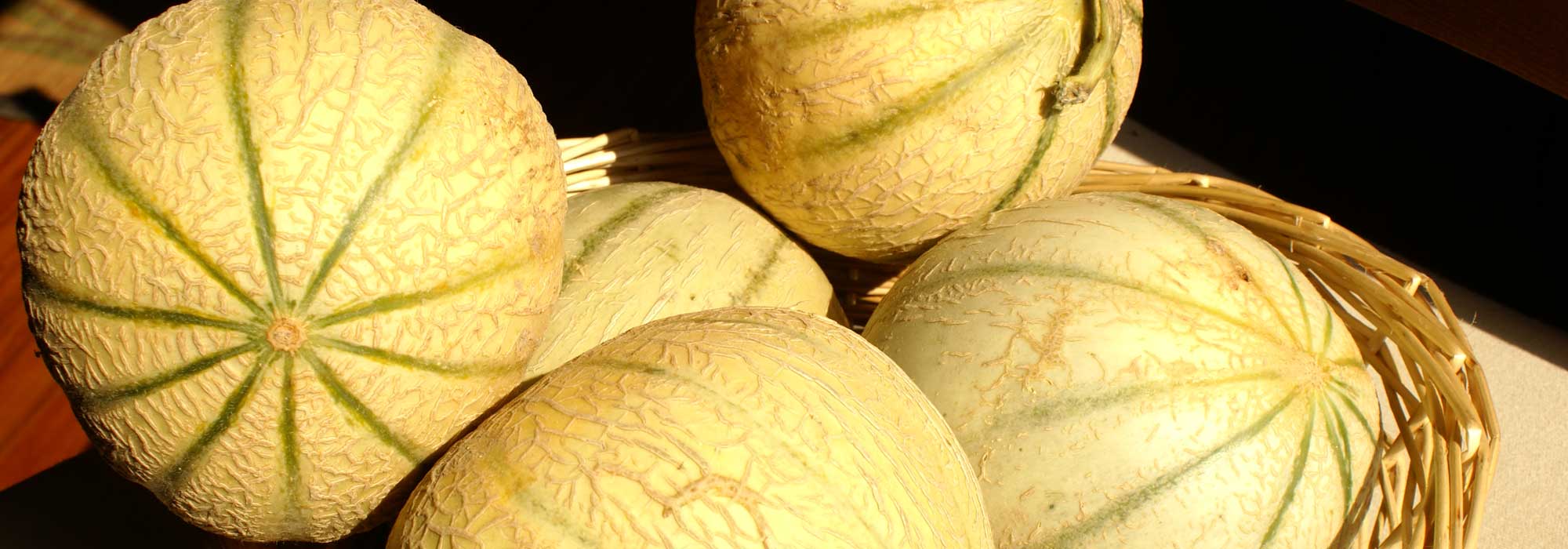 Melon : sowing, planting, growing and pruning