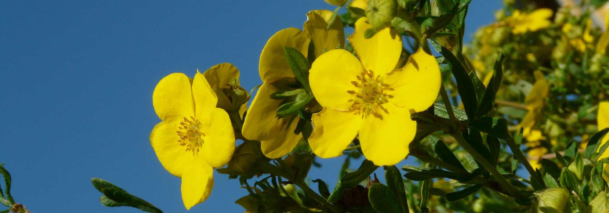 Cinquefoil, potentilla: planting, caring, pruning