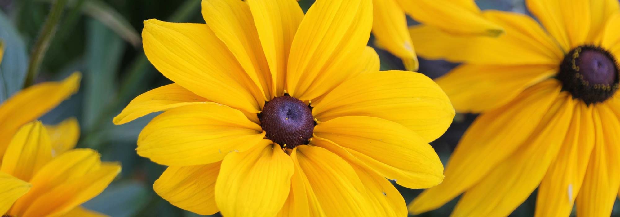 Annual Rudbeckia: sowing, planting, care