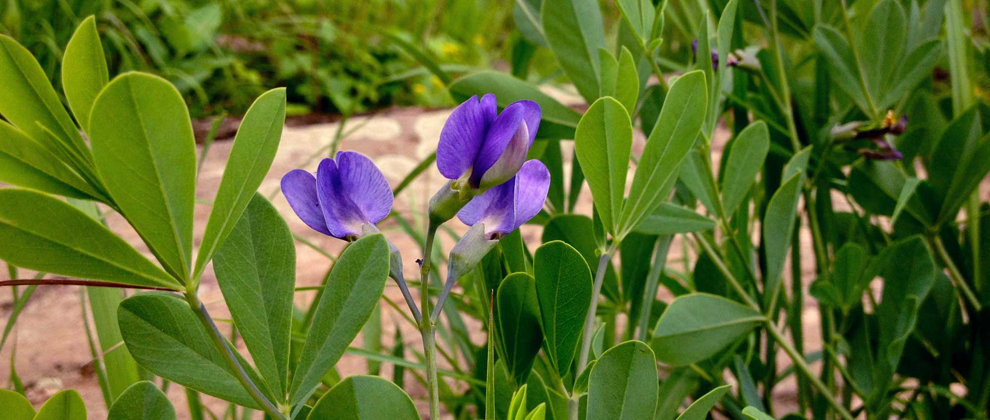 Baptisia or false indigo: sowing, planting and growing
