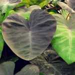 Colocasia: planting, growing and care