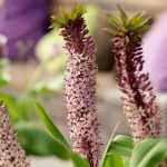 Eucomis or pineapple lily: planting, growing and care