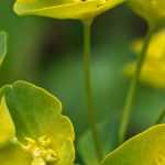 Euphorbias, spurge: planting, growing and care
