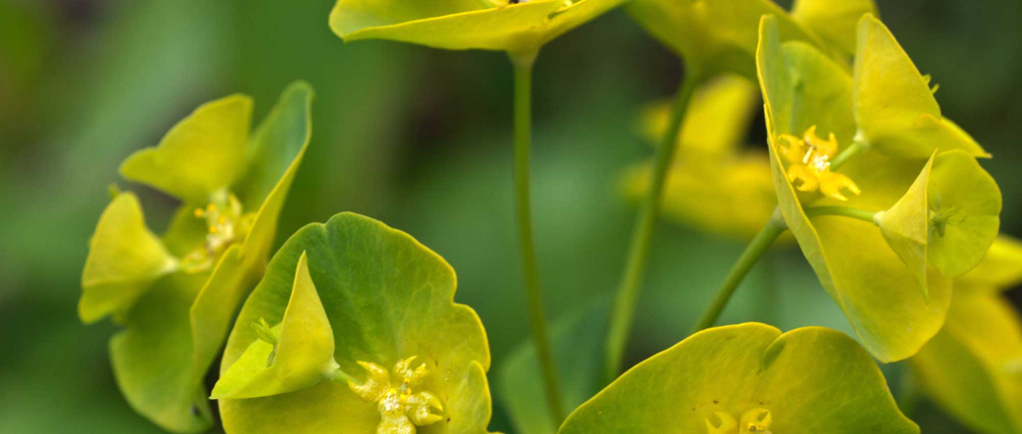 Euphorbias, spurge: planting, growing and care