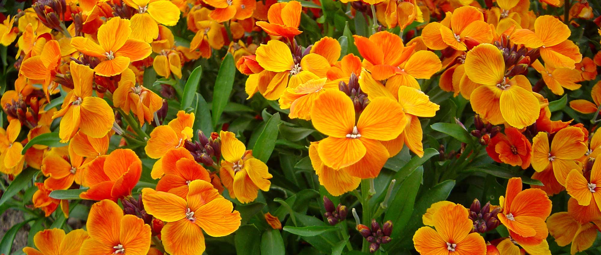 Gillyflowers: sowing, planting, growing and maintaining