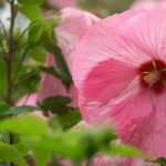 Hibiscus, Althaea: planting, growing and care