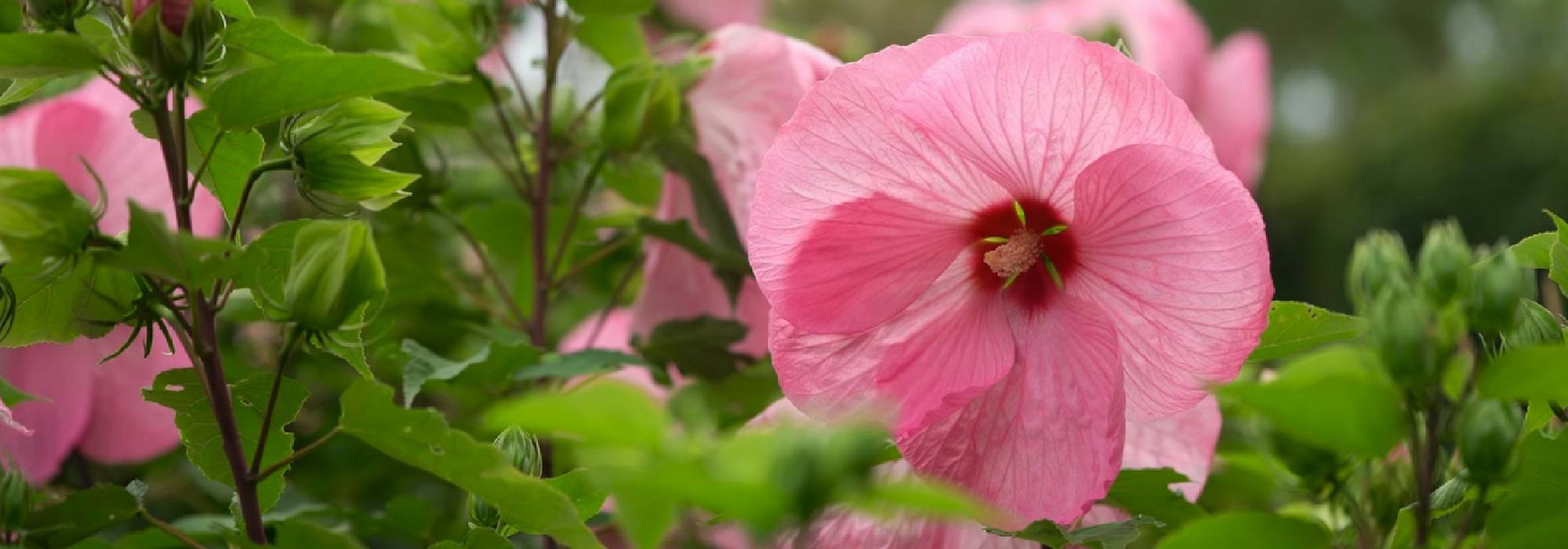 Hibiscus, Althaea: planting, growing and care