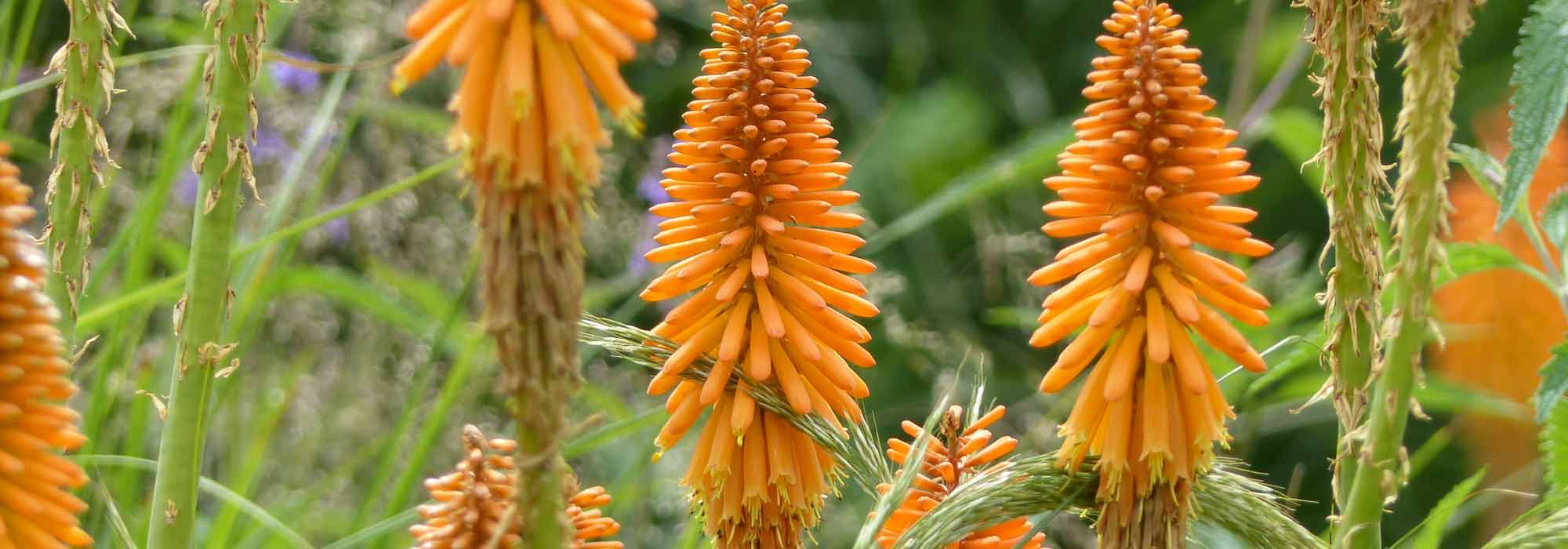 Kniphofia, Red hot poker : planting, growing and care