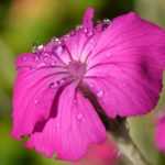 Lychnis, campion: planting, growing and care