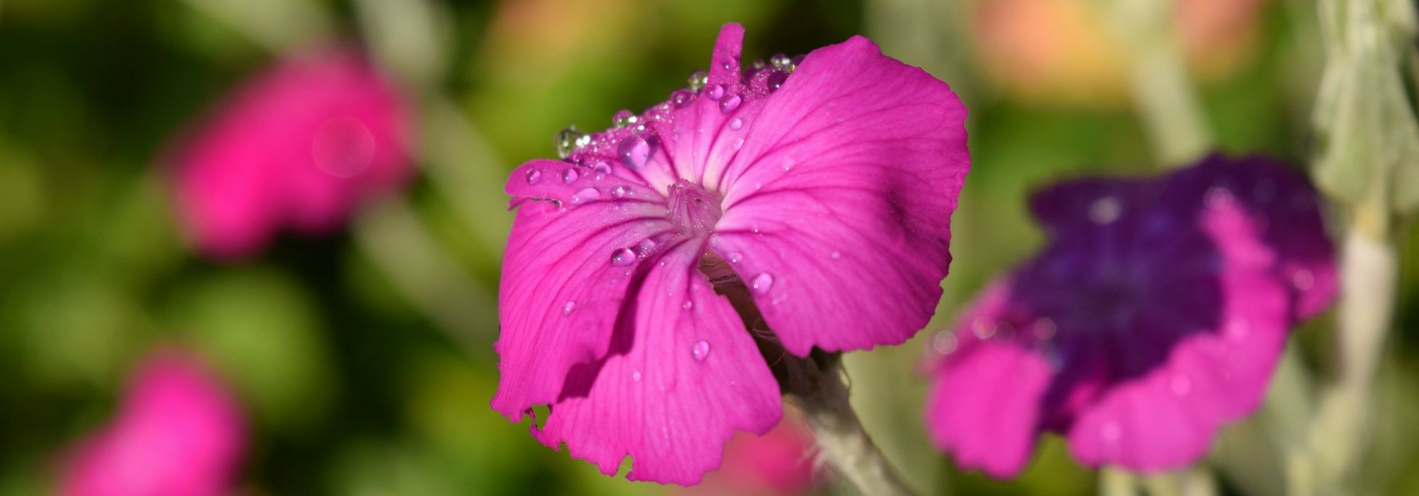 Lychnis, campion: planting, growing and care
