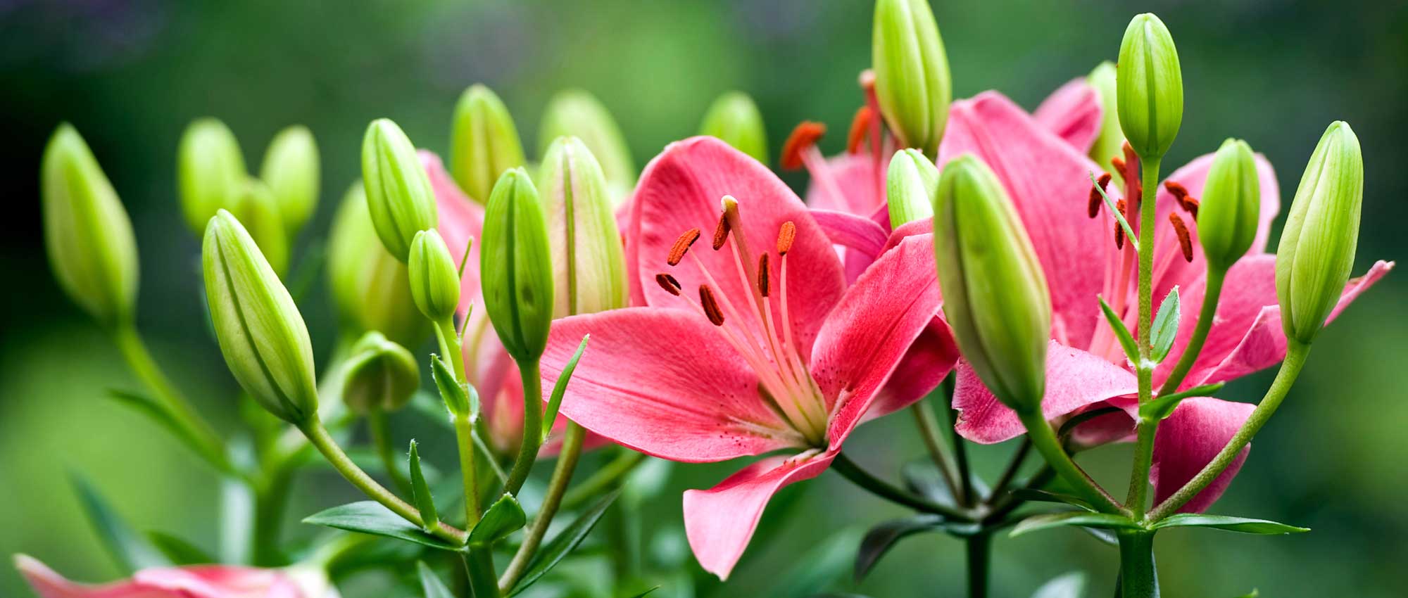 Lily: planting, cultivation and maintenance