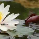 10 aquatic plants, submerged or floating
