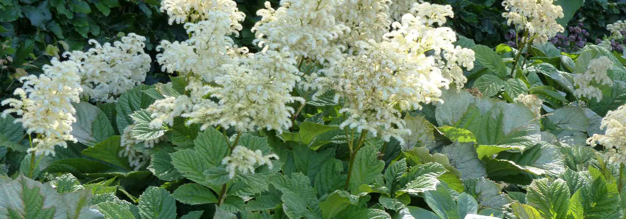 Rodgersia: planting, growing and care