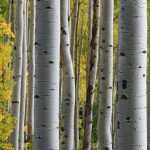 Birches: planting, pruning and care