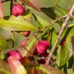 Euonymus: planting, pruning and care