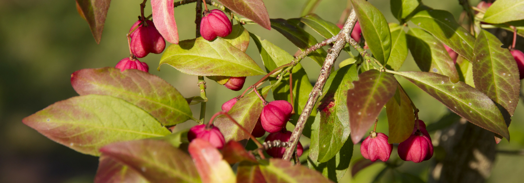 Euonymus: planting, pruning and care