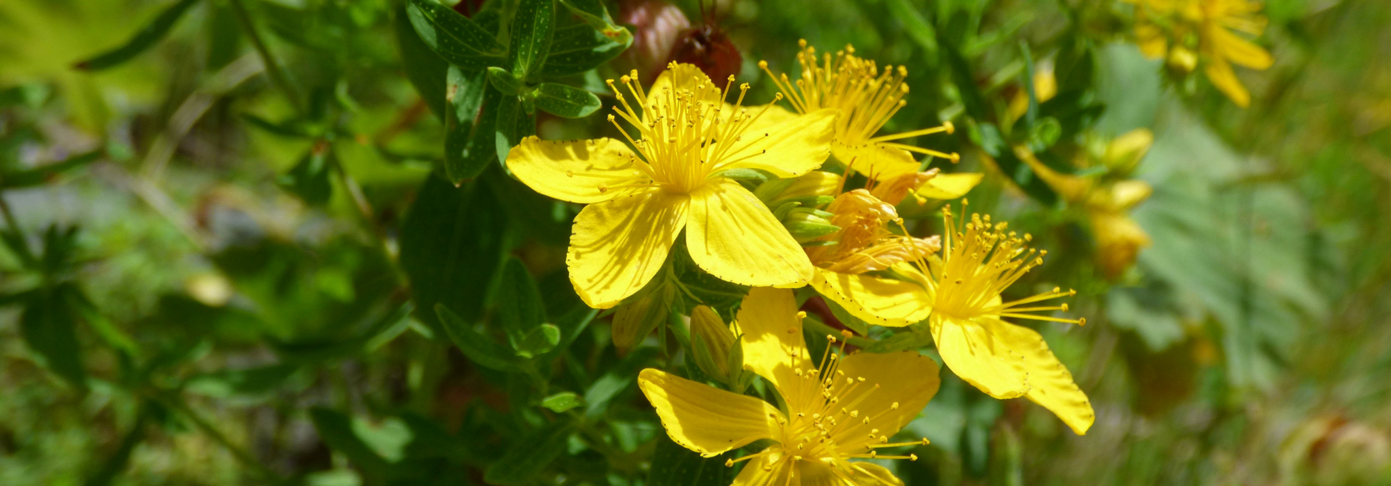 Hypericum, St John's wort: planting, pruning, maintenance