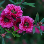 Tea tree, Leptospermum: planting, pruning and care