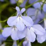 Lobelia: sowing, planting, growing and care