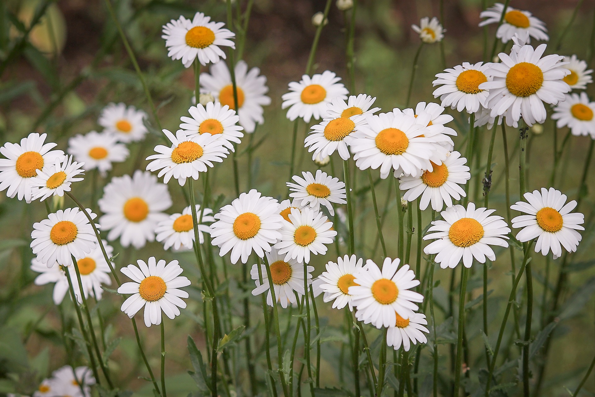 Marguerite, Leucanthemum: planting and care