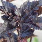 Physocarpus, Physocarpus with elder-like leaves: plant, prune and care