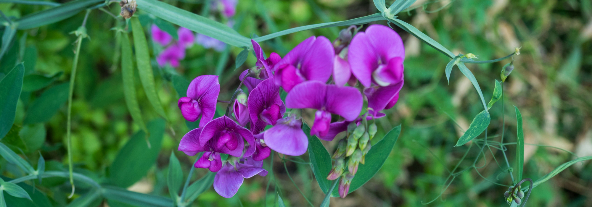 Sweet peas: planting, growing, care and use