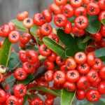 Pyracantha, firethorn: planting, pruning and care