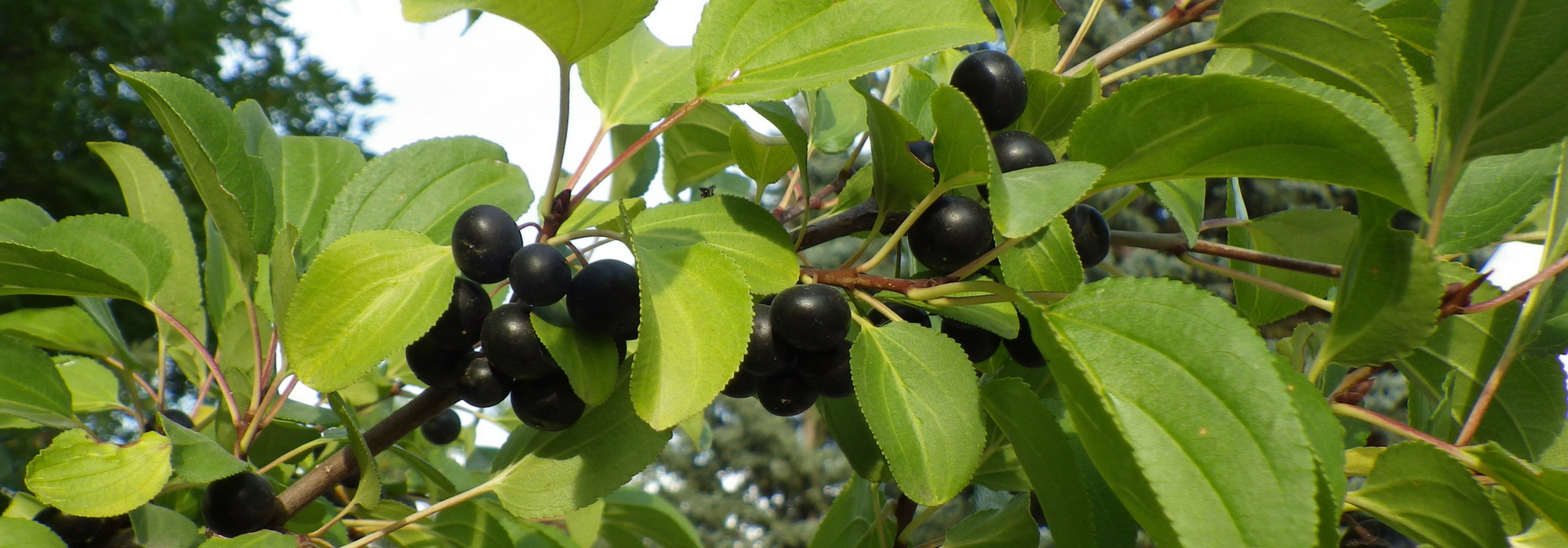 Rhamnus, buckthorn: planting, pruning and care