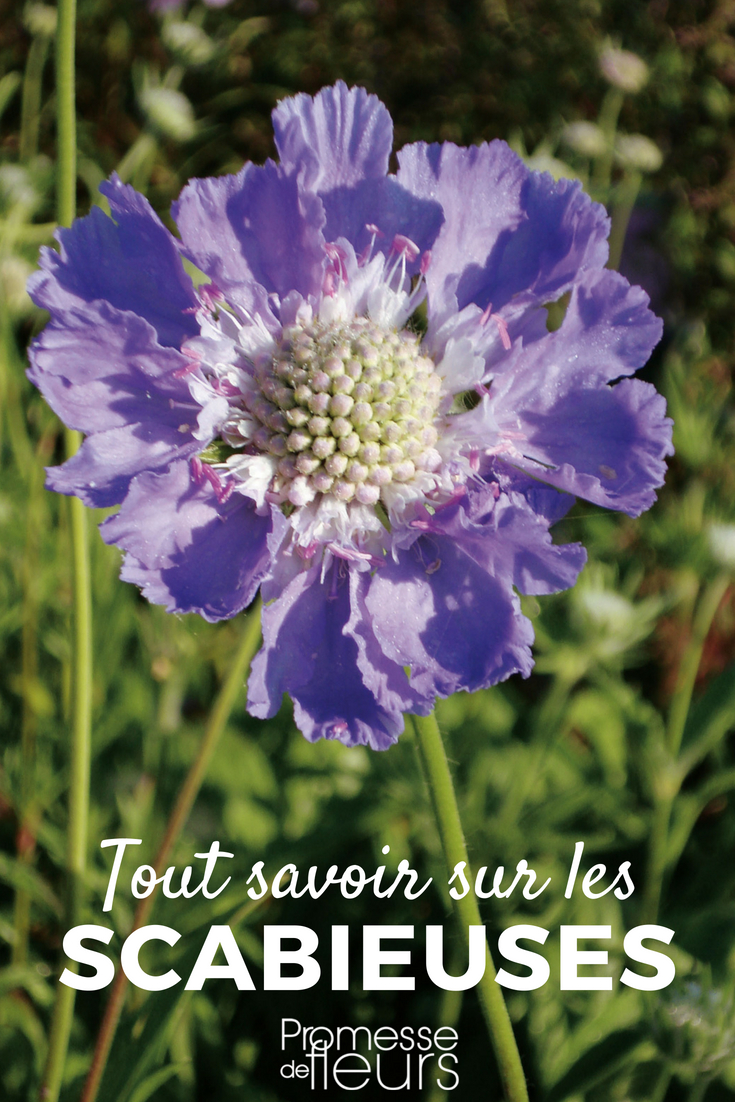 The scabious is a charming perennial or annual, hardy and easy to maintain. Highly floriferous and melliferous, its flowers attract bees and butterflies to the garden. How should you plant, sow, and properly maintain it? Discover the advice from our experts!