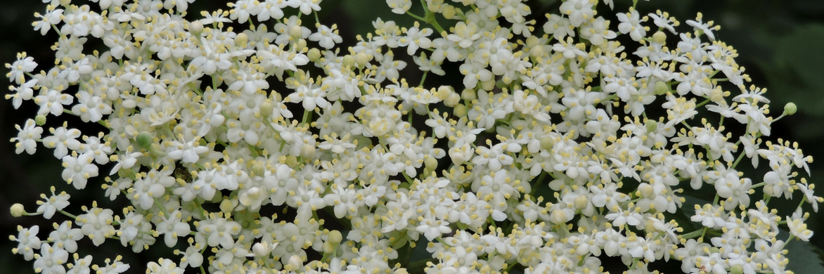 Elder: planting, growing, pruning