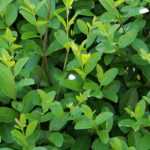 Privet, Ligustrum: planting, pruning and care