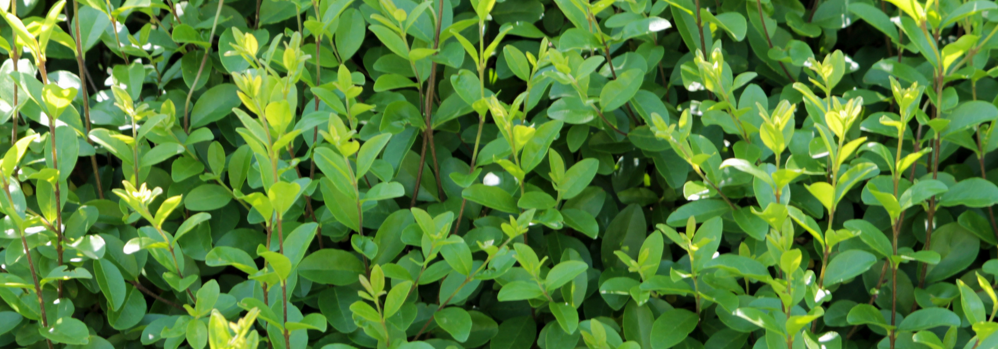 Privet, Ligustrum: planting, pruning and care