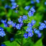 Brunnera, Myosotis of the Caucasus: planting, growing and maintenance
