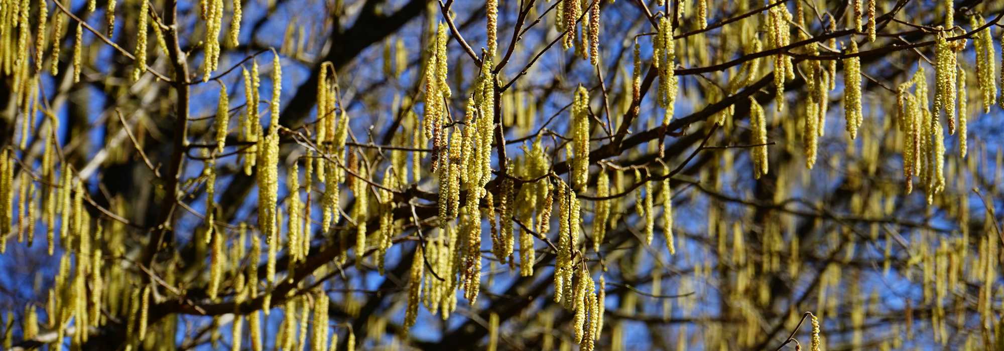 Hazel, Corylus: planting, pruning and care