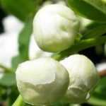Exochorda, Pearl bush: planting, growing, pruning