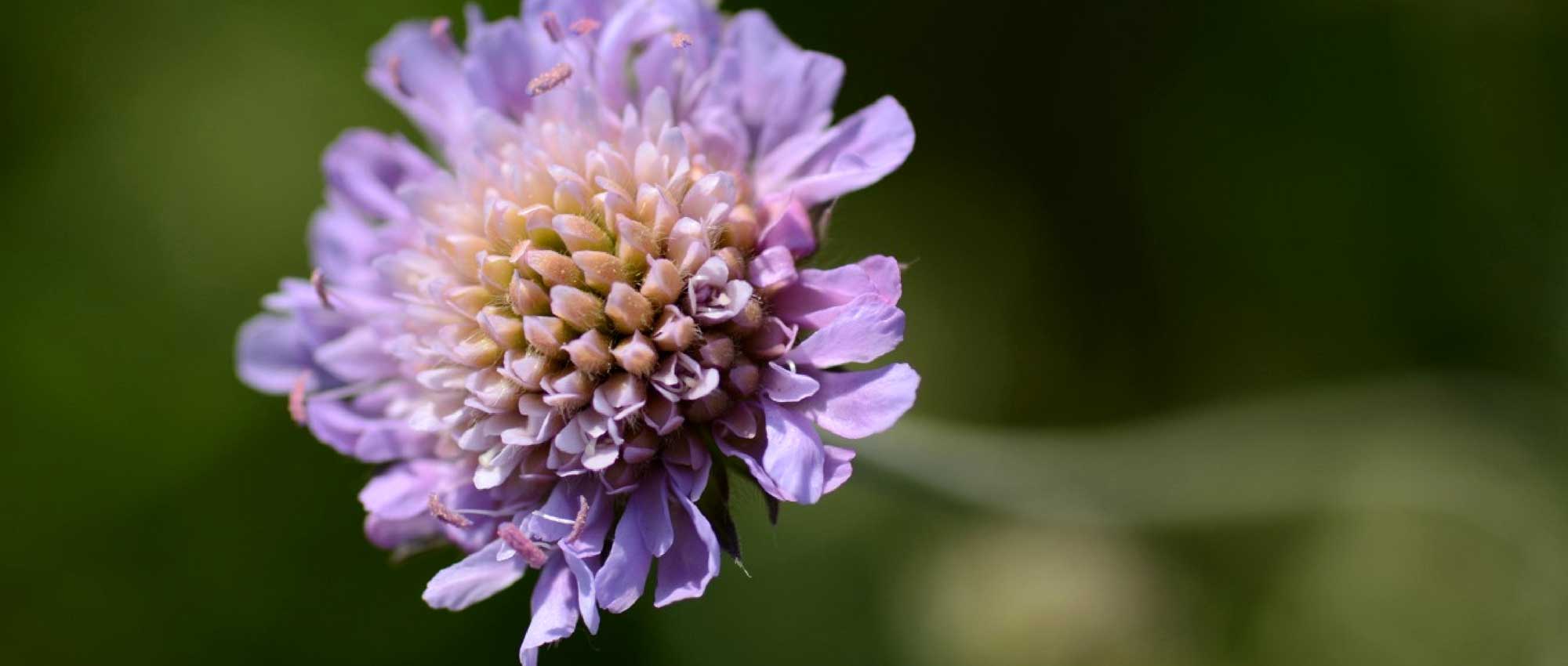 Knautia: planting, growing and care