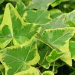 Ivy, Hedera helix: planting, growing, pruning