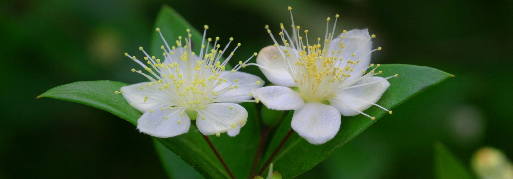 Myrtle, Myrtus : planting, pruning and care