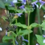 Nepeta, cat mint: planting, cultivation, pruning and maintenance
