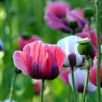 Poppies and annual poppies: sowing, growing and care