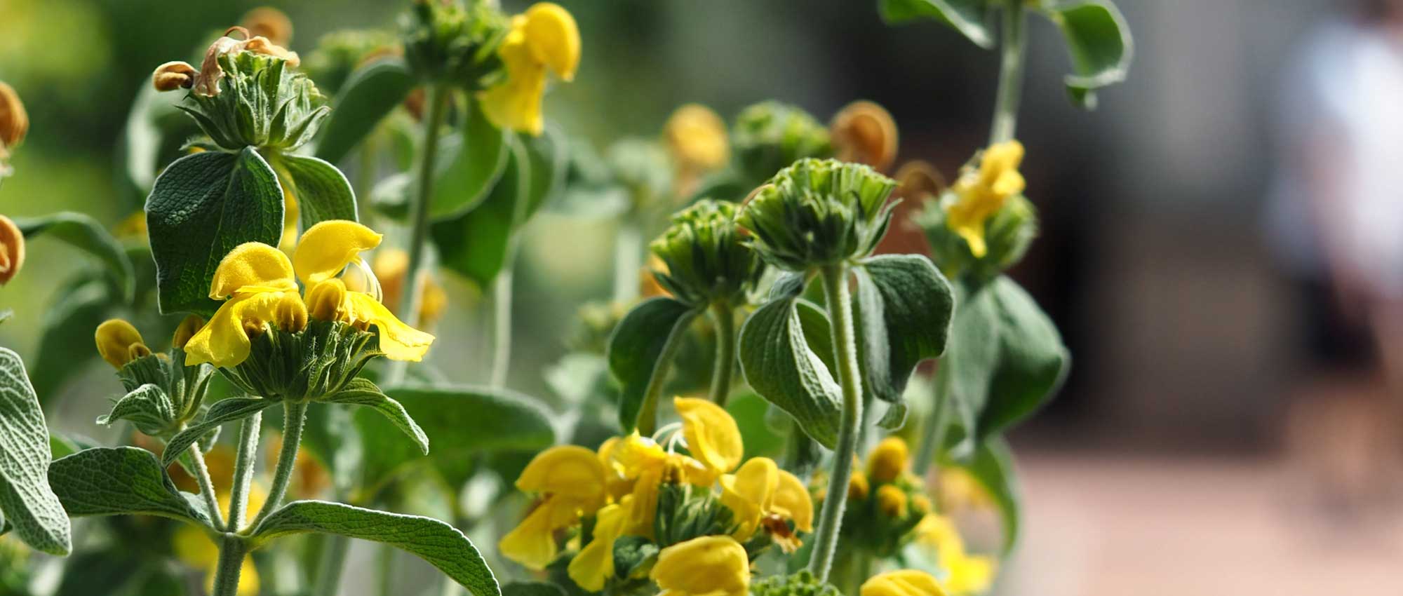 Phlomis, Jerusalem sage: planting, cultivation and care