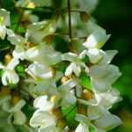 Robinia, false acacia : plant, prune and care