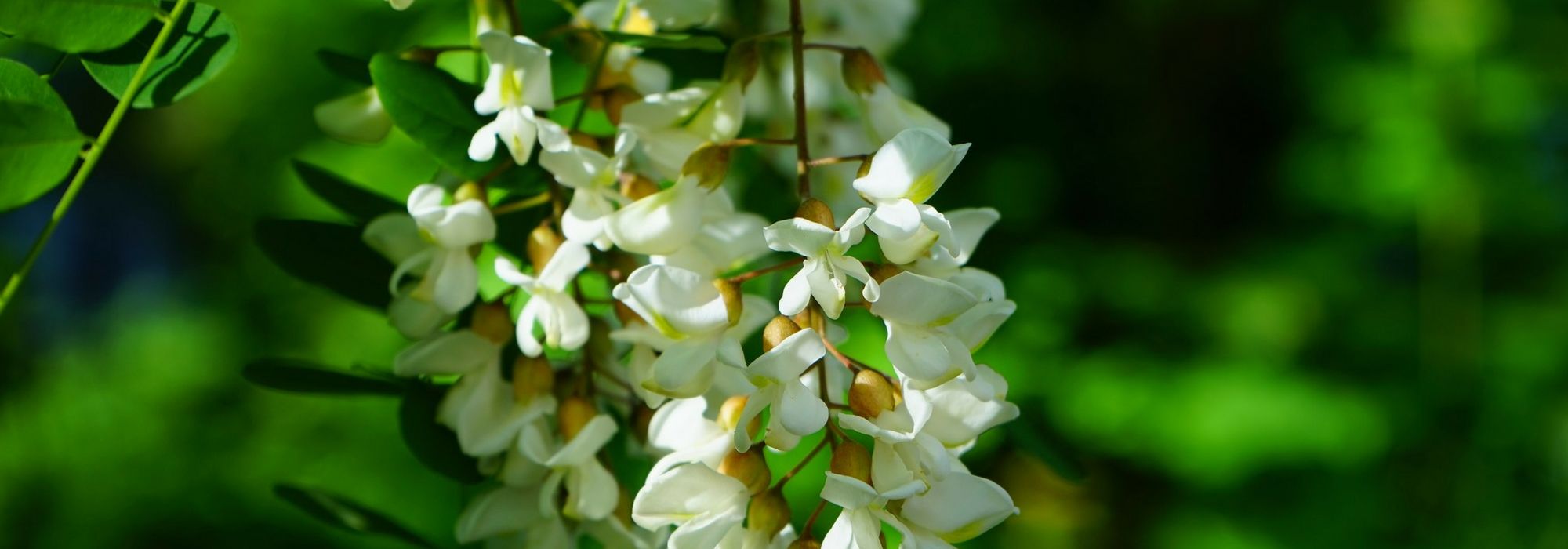 Robinia, false acacia : plant, prune and care